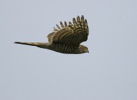 /album/birds-of-prey/sparrow-hawk2-jpg/